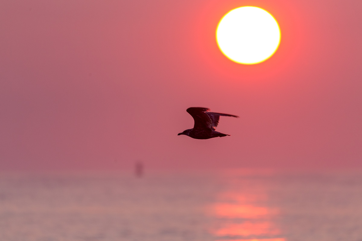 A gull flies over the ocean against a bright morning sun and pastel skies and sea. 1/400 F6.3 ISO 500 at 600mm on a 6D. 