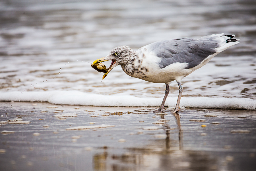 A herring gull plucks a clam from the surfline. The ability to hand-hold this long-reach lens makes it perfect for my outdoor adventures, which usually involve several miles of hiking with my camera at the ready. 1/2000 F6.3 ISO 400 at 600mm on a Canon EOS 6D.