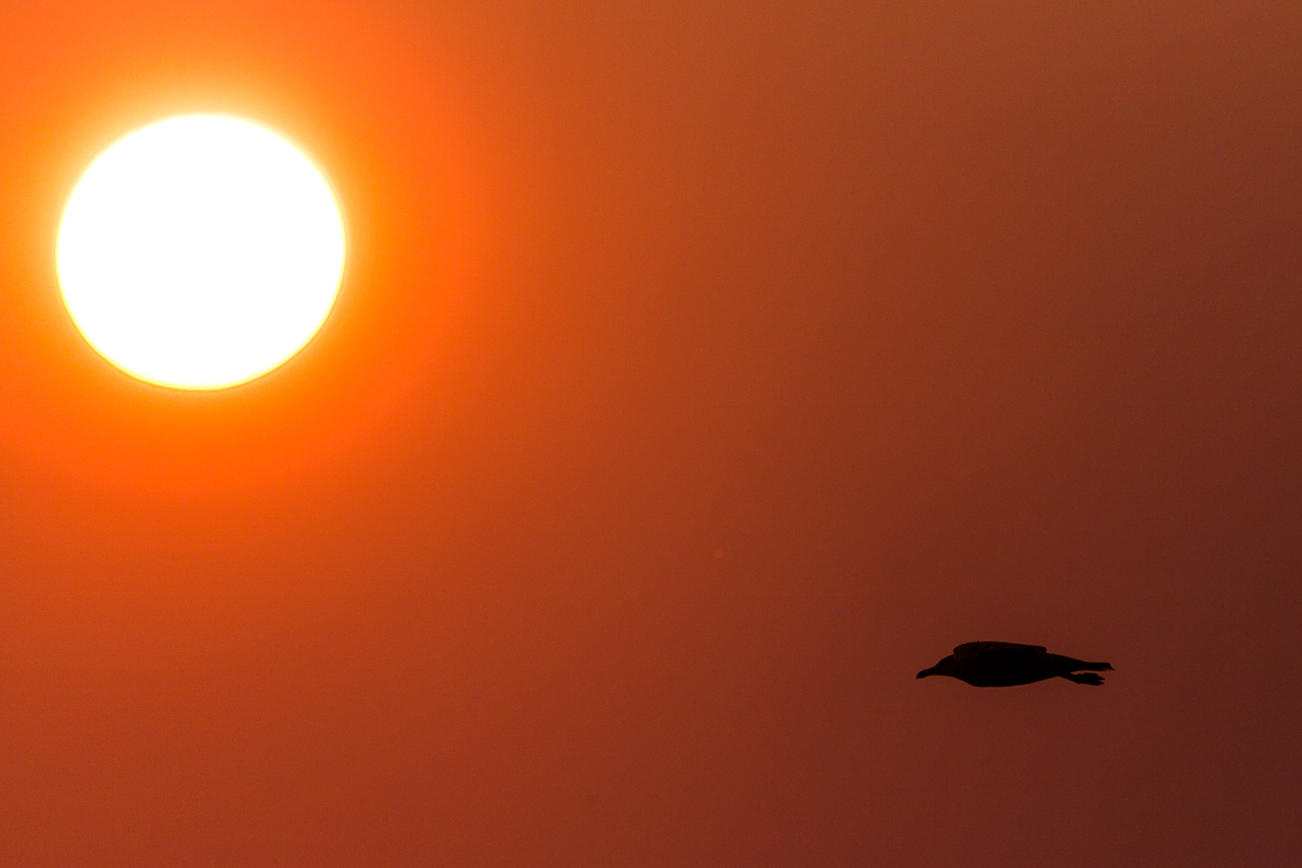 a variation on silhouetted gulls against the morning sky and sun at 600mm, wide open. The long reach and light weight of this lens makes it easy to handhold and track birds in flight. 1/2500 F6.3 ISO 400.  