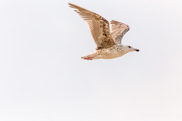 A gull in flight in the early morning light.  I am a native of the Jersey Shore, and I know gulls very well, and they are very tough to ID as they go through seasonal changes, molts, juvenile variations and natural variations. I am guessing this is a ring-billed juvenile. I really love the golden light on the textures and patterns on the wings. 1/2000 F6.3 ISO 800 at 600mm on a 6D. 