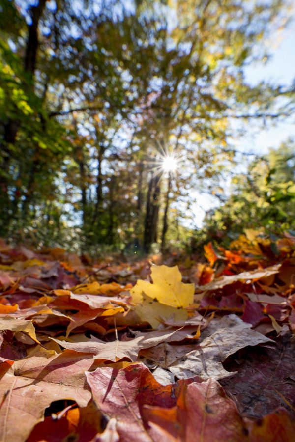 Here's a really challenging shot for a lens. We are at closest focus distance on an outside focus point, stopped down to F11 for both increased depth of field and the starburst effect of shooting directly into the sun. I and the lens were lying on the leaf-littered path to make this shot. 1/20 F100 ISO 100 on a Canon 6D.