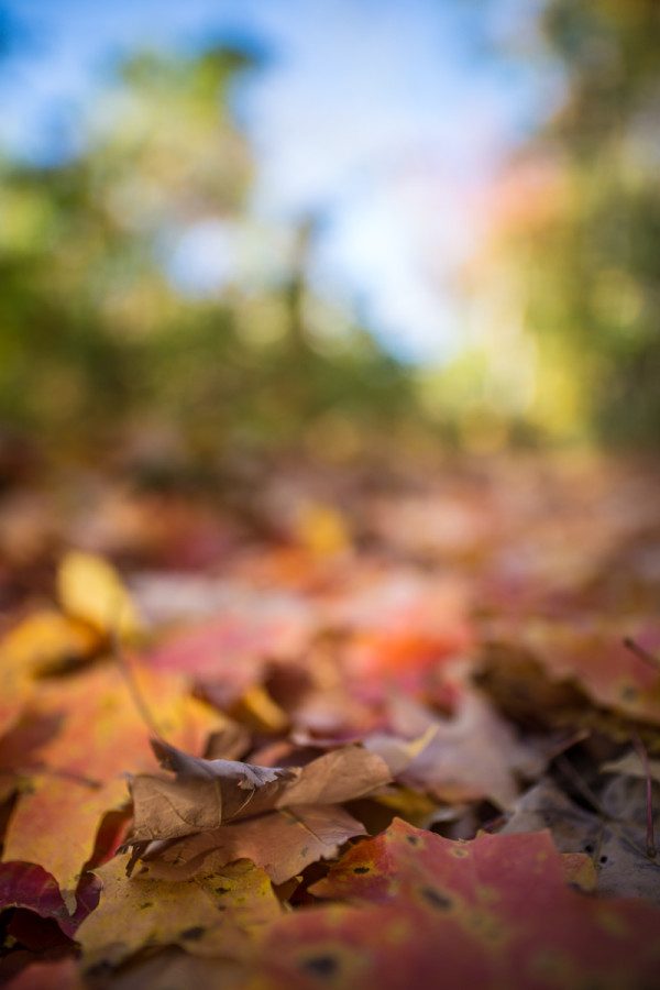 And here is a variation of the same, shot wide open at F1.4. Notice how much more abstract the background is, and the super-thin slice of focus on the leaves near the bottom edge of the frame.
