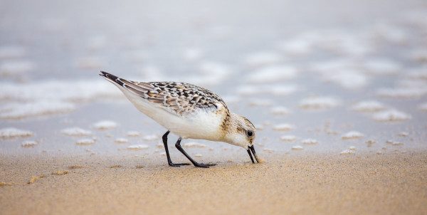 A Semi-Palmated Sand Piper hunts for sand crabs along the shore line on a recent foggy morning. Sigma 150-600mm F5-6.3 DG OS HSM | Contemporary lens. 1/2000 F6.3 ISO 400 at 600mm on a Canon EOS 6D.