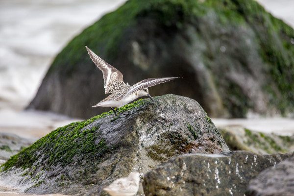 A piper hops up onto a rock at water's edge. Notice the shallow depth of field at 600mm when wide open. Being able to get down low helps make shots like this, and being able to hop up quickly should a bigger wave come crashing is really helpful. 1/2500 F6.3 ISO 400 at 600mm 