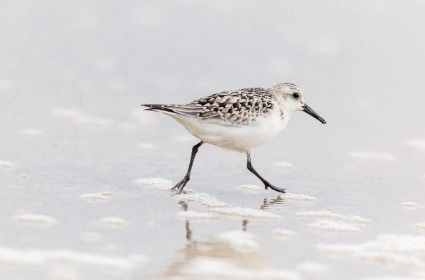 A semi-palmated sand piper skitters across the surfline. Being able to hand hold the 150-600mm | C allows me to get down low at the edge of the water and chase these swift little critters wherever they move next. 1/2000 F6.3 ISO 400 at 600mm on the 6D.