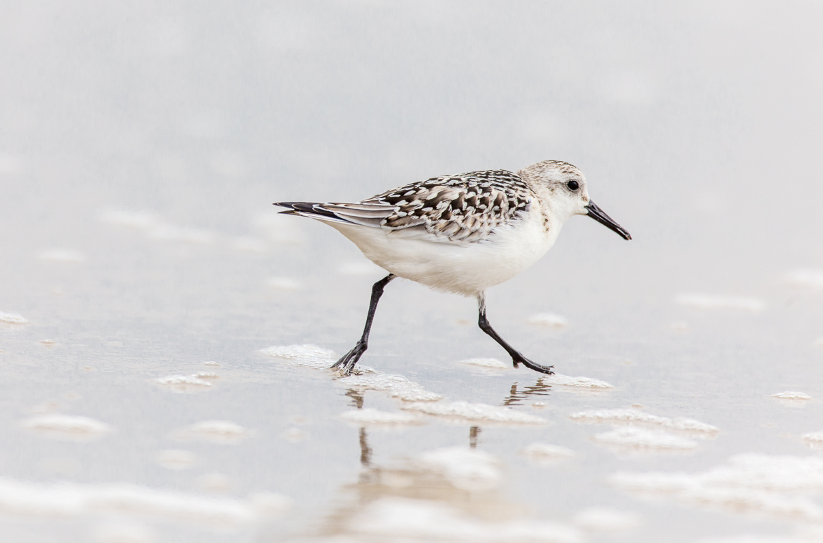 A semi-palmated sand piper skitters across the surfline. Being able to hand hold the 150-600mm | C allows me to get down low at the edge of the water and chase these swift little critters wherever they move next. 1/2000 F6.3 ISO 400 at 600mm on the 6D.