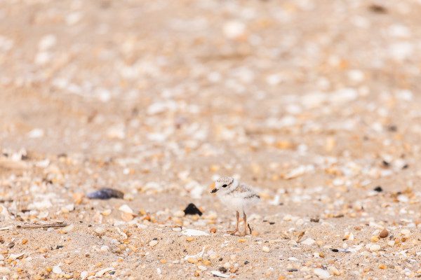Piping plover chicks are rocket-fueled, beach-camouflaged, marshmallows. The Autofocus speed on the 150-600mm in both out-of-the-box, and AF speed priority customized via the USB Dock, helped me keep up with these sand and stone toned beach babies. 1/800 F6.3 ISO 800 at 600mm on the 6D.