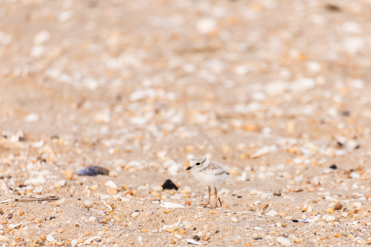 Piping plover chicks are rocket-fueled, beach-camouflaged, marshmallows. The Autofocus speed on the 150-600mm in both out-of-the-box, and AF speed priority customized via the USB Dock, helped me keep up with these sand and stone toned beach babies. 1/800 F6.3 ISO 800 at 600mm on the 6D.
