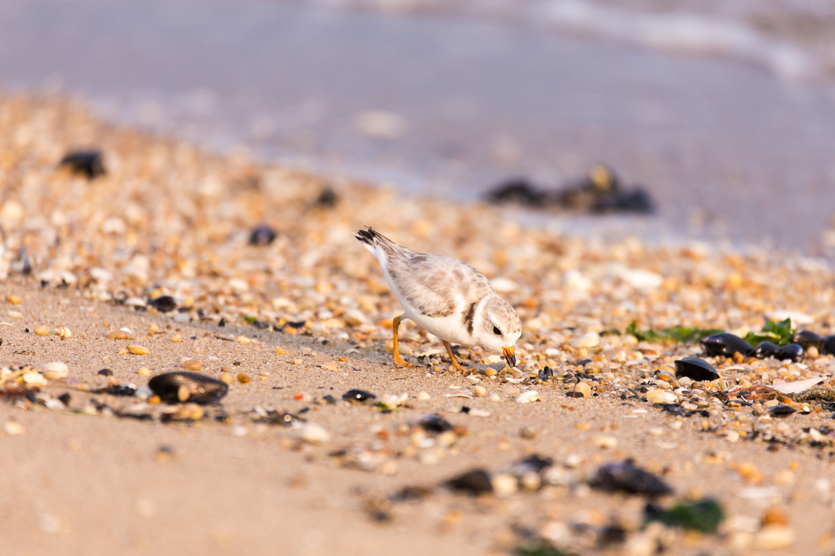 An adult piping plover hunts for food along the shoreline. These little birds are fast-fast-fast, but were easily trackable with the 150-600mm at 600mm. 1/800 F6.3 ISO 500 on the 6D.