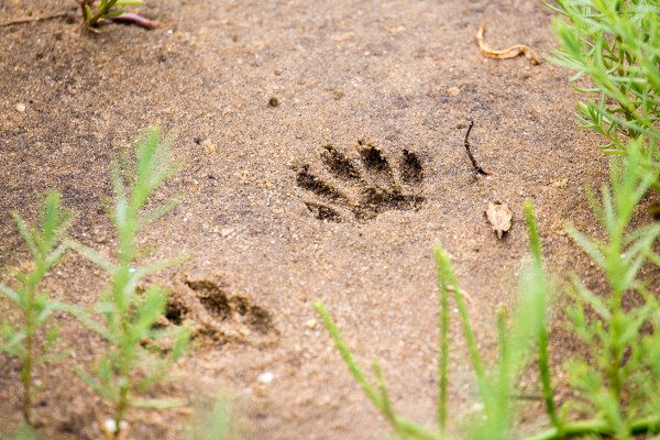 When out and about on a nature walk, be mindful of the quiet things that make an interesting photo. While I was walking on a causeway over salt marsh at low tide, I caught a glimpse of these raccoon tracks. 1/400 F6.3 ISO 640 at 600mm. 