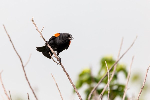 A Red Wing Blackbird loudly defends its territory. 1/1250 F6.3 ISO 1250 at 600mm on a Canon EOS 6D. 
