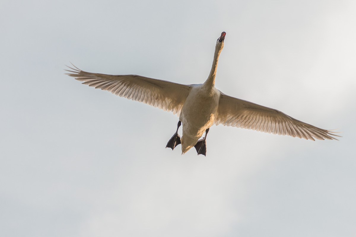 I was focused on a warbler in a nearby tree at 600mm when I heard the honking and saw this swan flying in a path that would take it directly overhead. Having the lens in my hands, and not bolted to a tripod, allowed me to quickly zoom out and grab a frame as it was directly above me. 1/800 F6.3 ISO 500 at 275mm on a 6D.