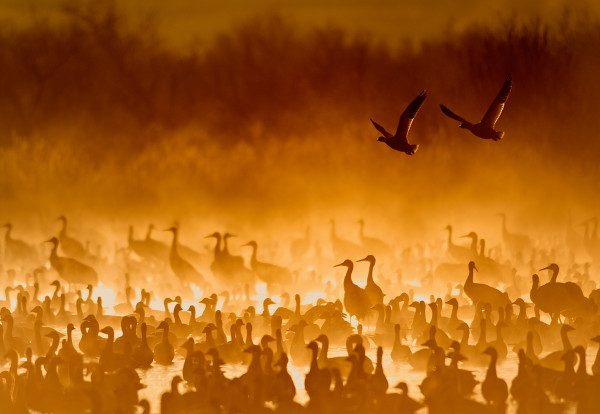 Cranes In The Fire Mist Photo Copyright Scott Bourne