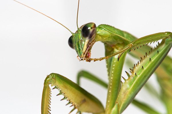 Mantis © Robert Lopshire. Captured with the Sigma 180mm F2.8 EX DG OS HSM Macro paired with a Nikon D4. 1/100 F22 ISO 100. 