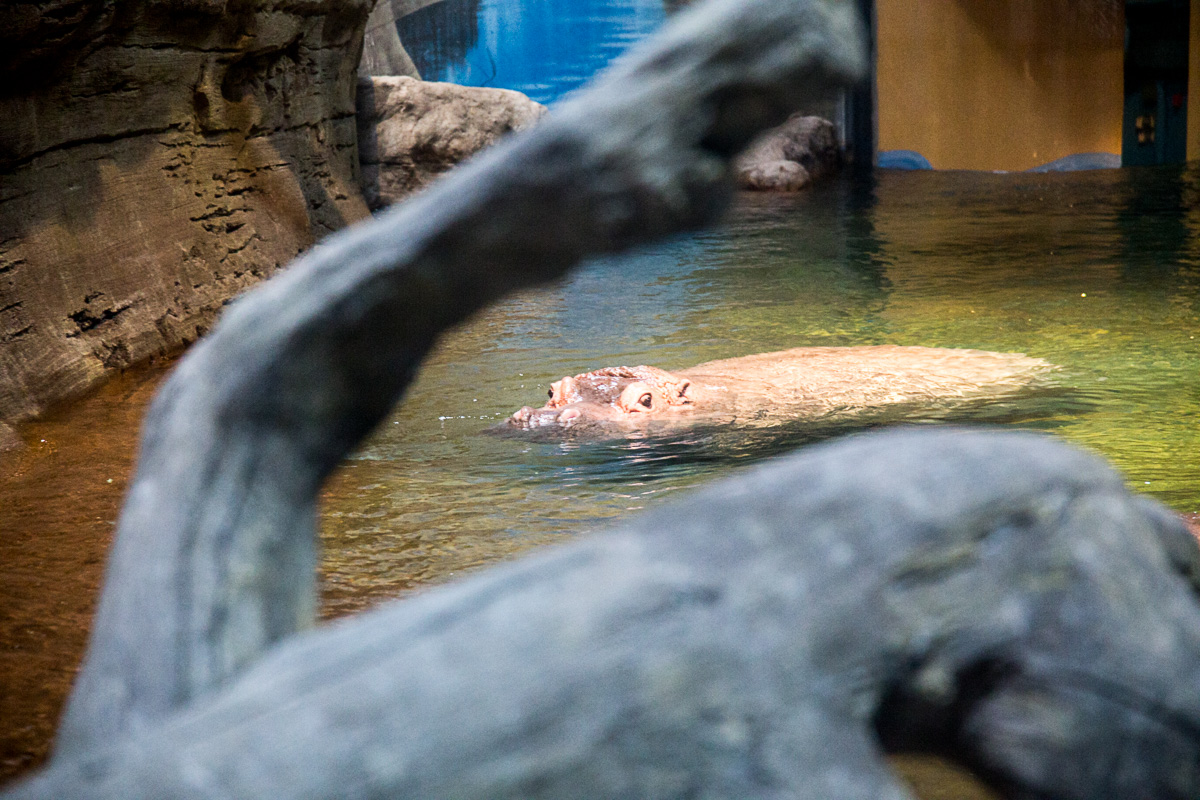 Since I couldn't get the underwater shot of the hippos I'd hoped for, I went to a different angle, and switched to the 24-105mm F4 DG HSM | Art lens to get in closer. That F4 aperture is slower than the F2 of the 24-35mm, so I activated OS, and adjusted my shutter speeds accordingly. 