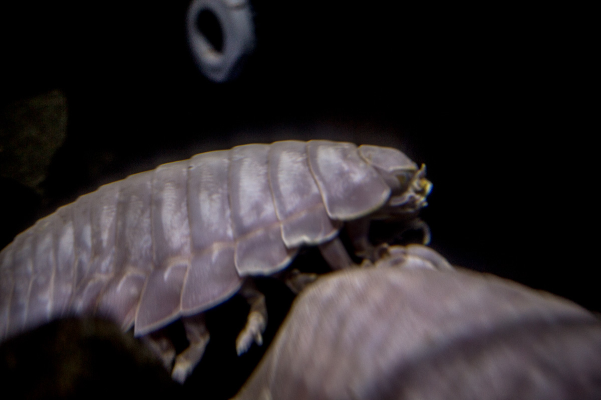 Dim lighting, crowded conditions and moving subjects meant I just could not get a sharp enough shot of the giant deep-sea isopods. Wow, these things are big! 
