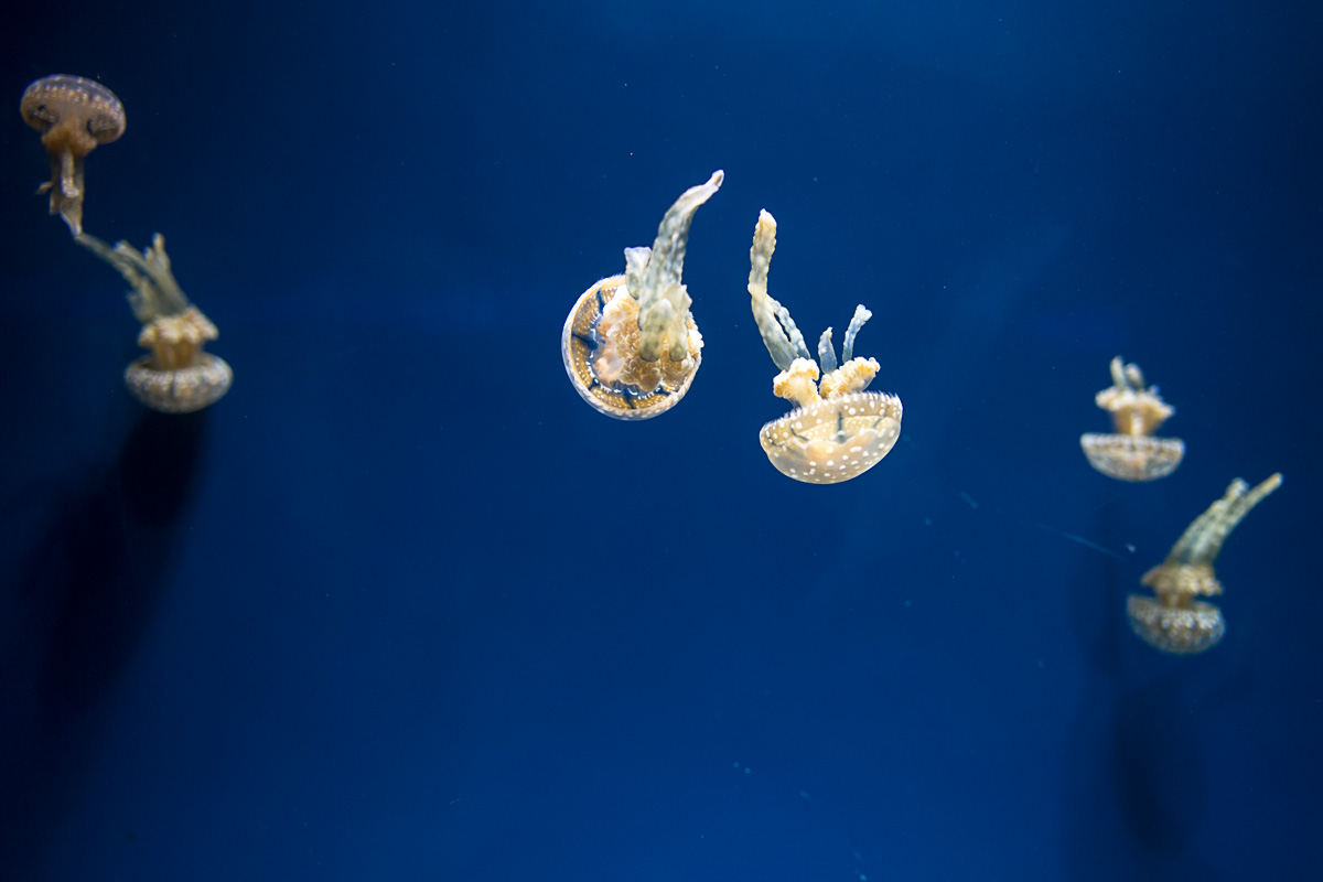 The exposure for these small jellyfish was 1/1000 at F2 at ISO 800. 