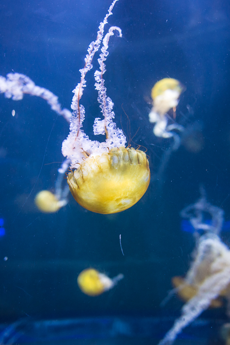 And these larger jellyfish, the very next tank over, the best exposure was 1/50 at F2 at ISO 800. Metered manual, combined with quick LCD/Histogram inspection is very helpful in changing, challenging lighting conditions.