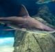Photos at the Aquarium: Tips and Tricks