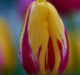 Breathtaking Tulips with Sigma 180mm F2.8 Macro Lens