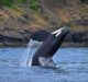 Traci Walter:  Capturing Killer Whales with The Sigma 150-600mm F5-6.3 Lens