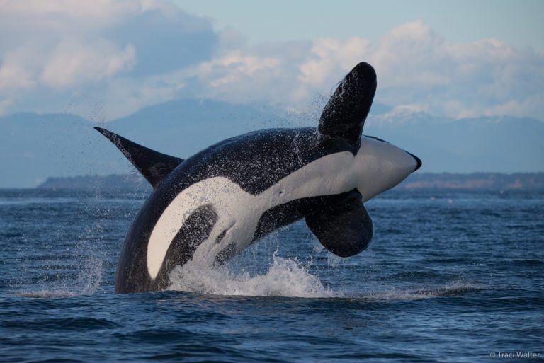 Traci Walter: Capturing Killer Whales with The Sigma 150-600mm F5-6.3 ...