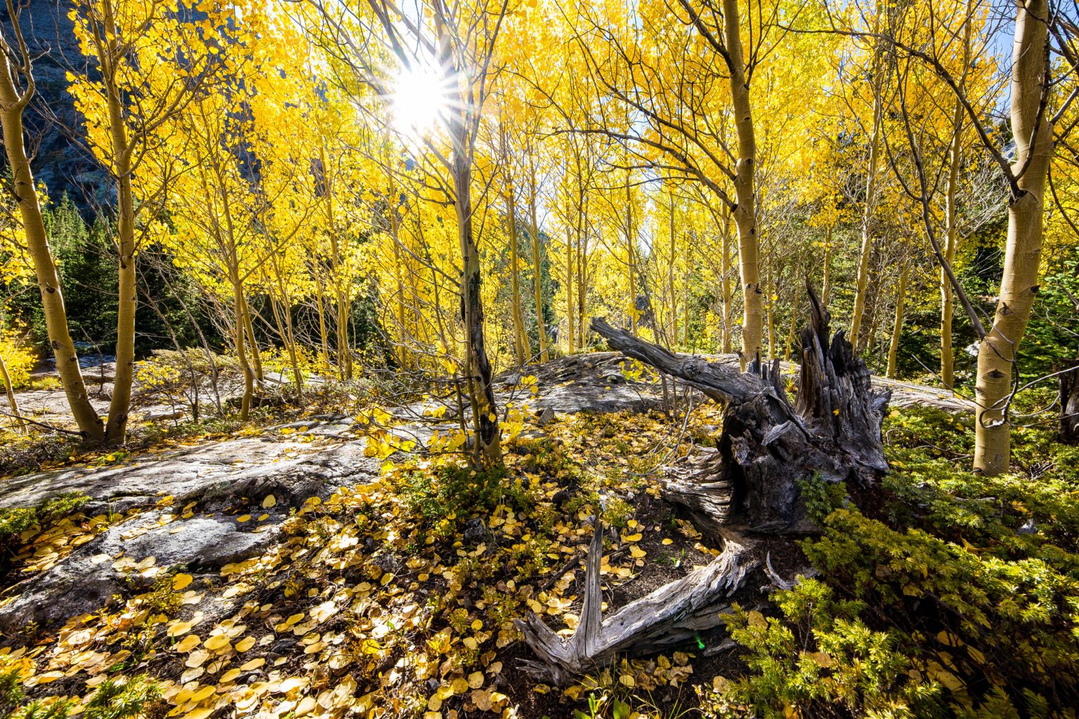 Fall Foliage Photography Tips