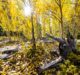 Peak Fall Foliage Photography Tips