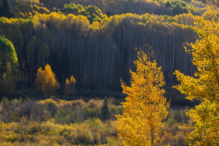 The Call of Fall Foliage | SIGMA Blog
