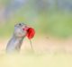 European Ground Squirrels and European Hamsters With The Sigma 120-300mm F2.8 Sports lens