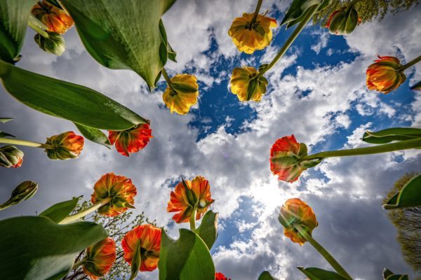 Blooming tulips and puffy white clouds and blue sky.
