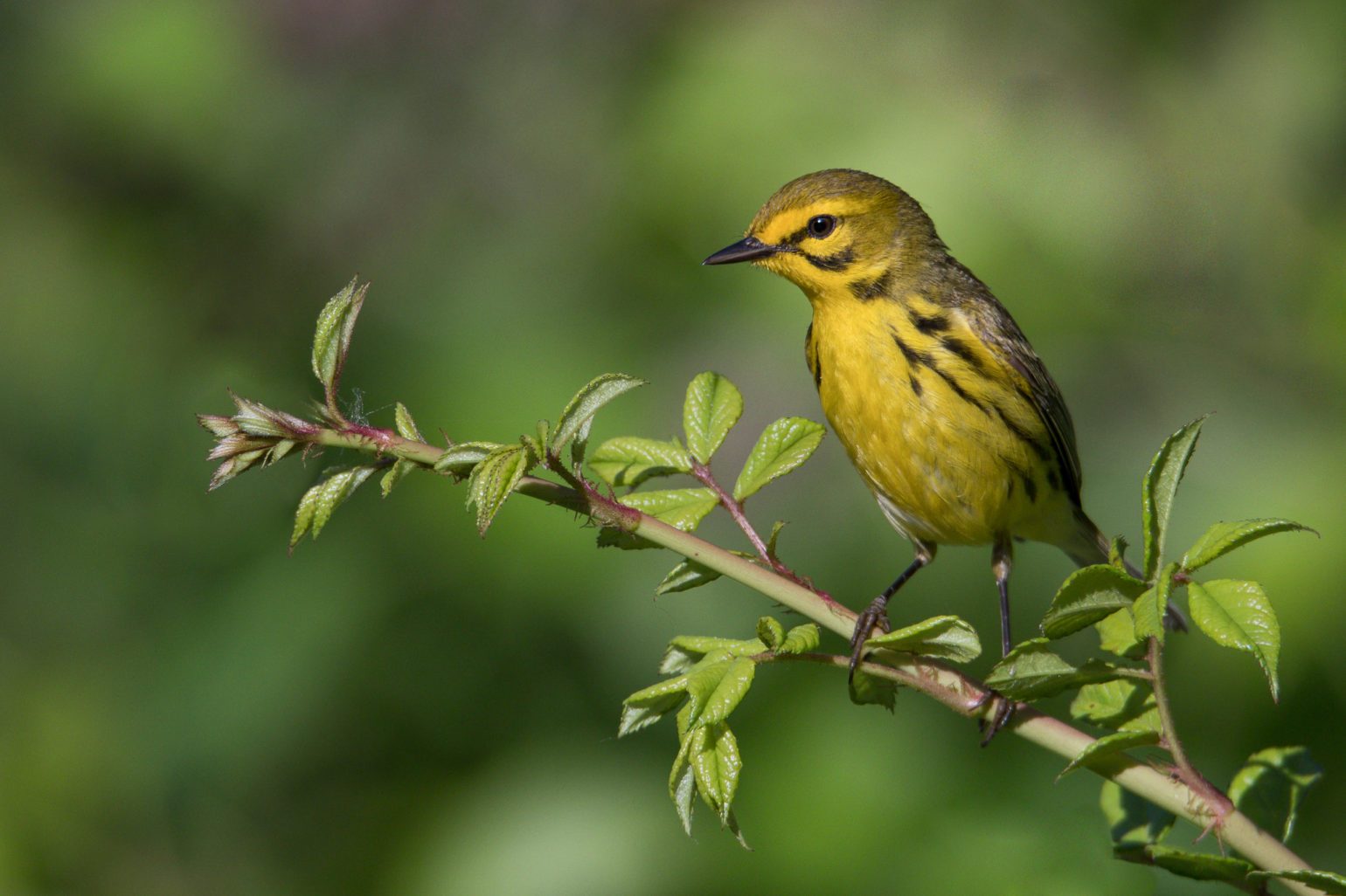 Birding in New Jersey: Catching Warblers with Sigma Supertelephoto Zoom ...