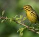 Birding in New Jersey: Catching Warblers with Sigma Supertelephoto Zoom Lenses
