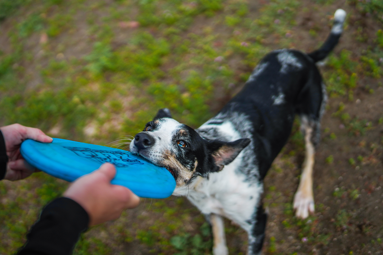 Dog playing tug-of-war with frisbee