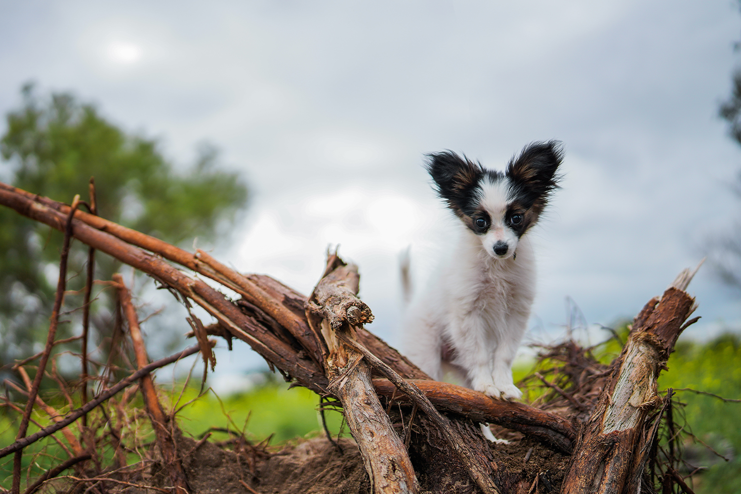 Cute dog on a fallen tree stump