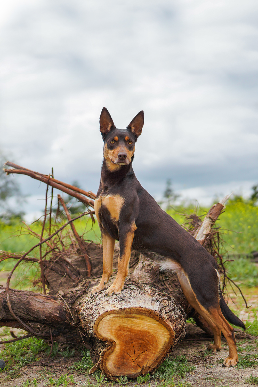 Dog posing on a fallen tree stump