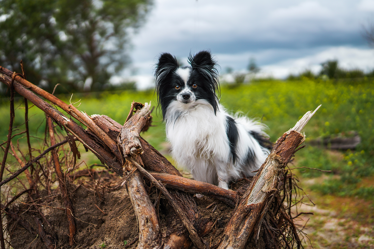 Cute dog standing on a fallen tree stump