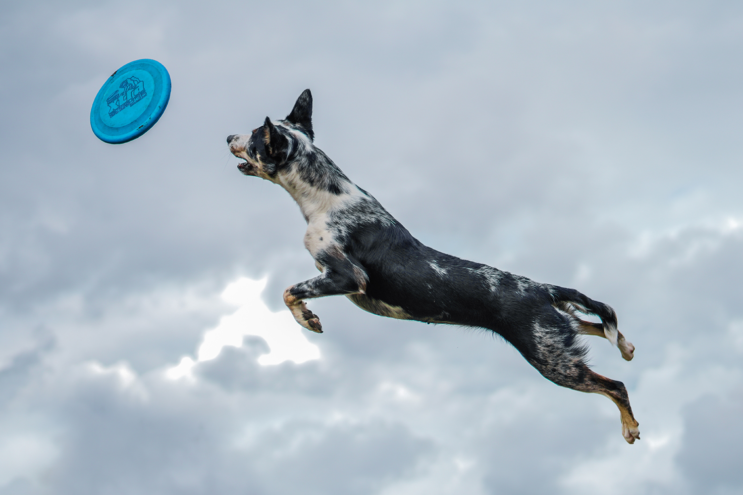 Dog jumping to catch frisbee
