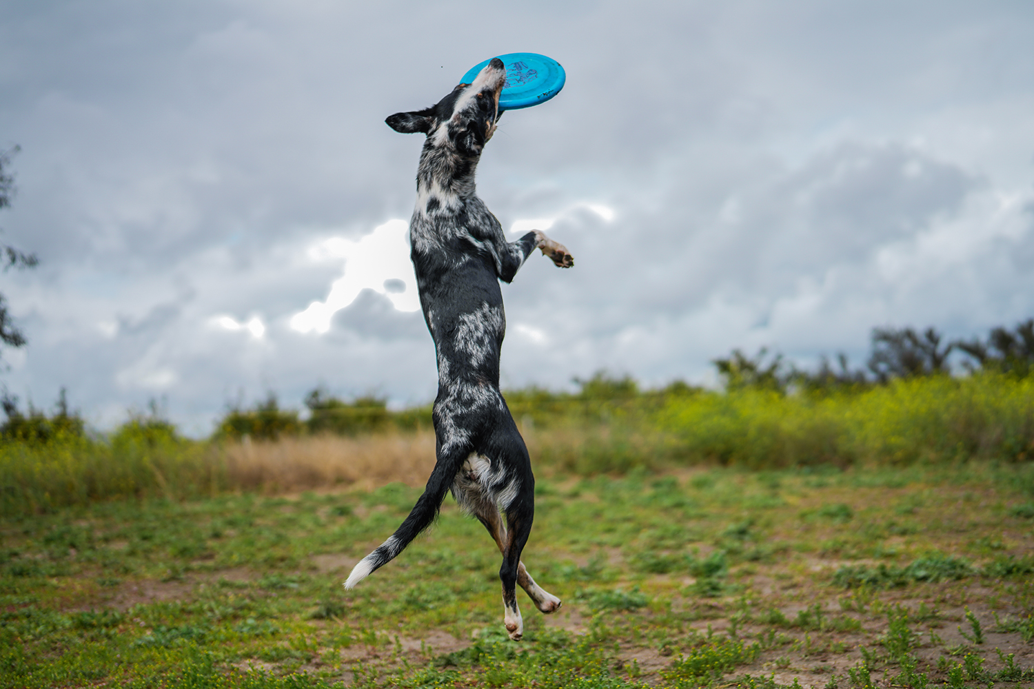 Dog jumping to catch frisbee