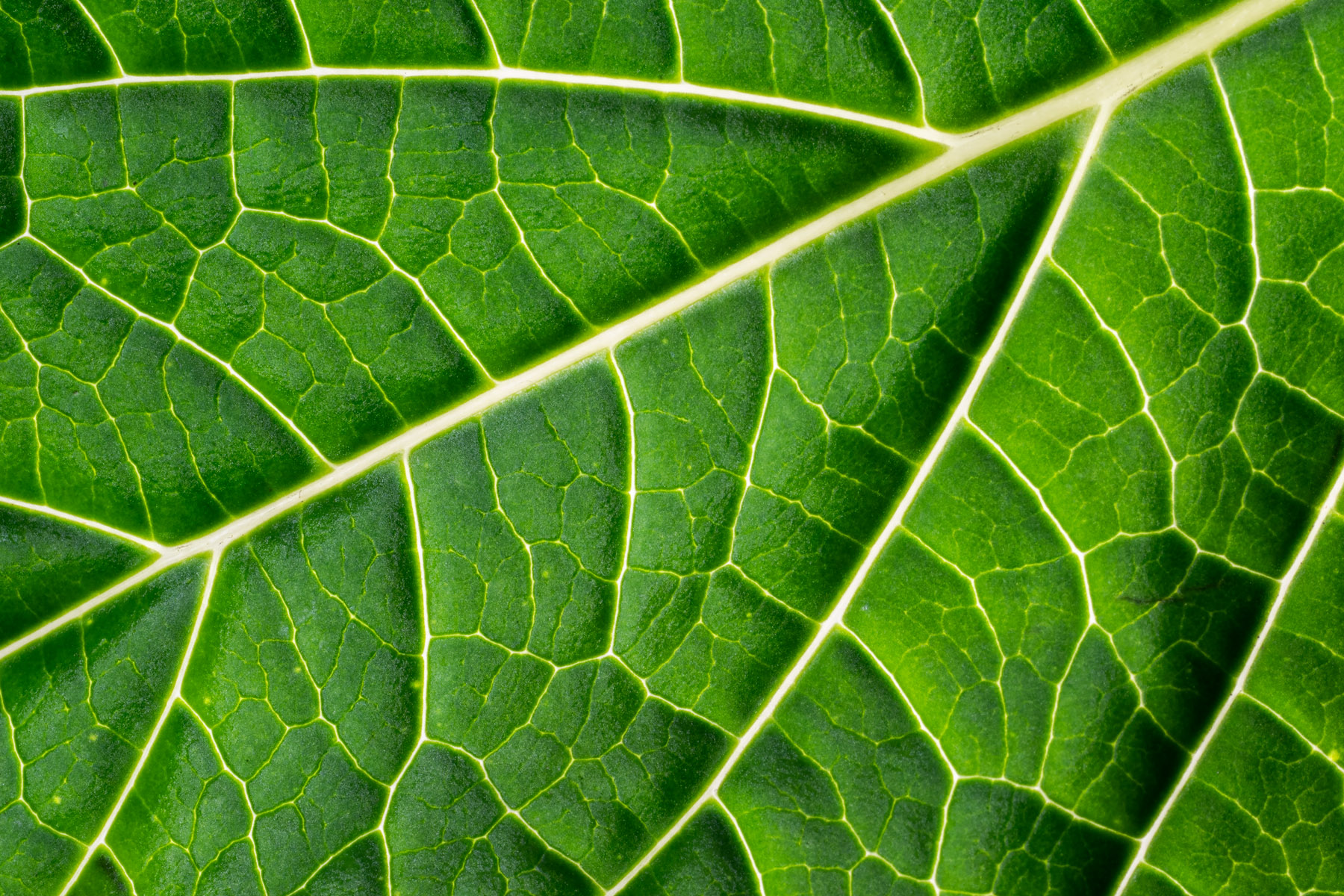 What Are Leaf Veins Called