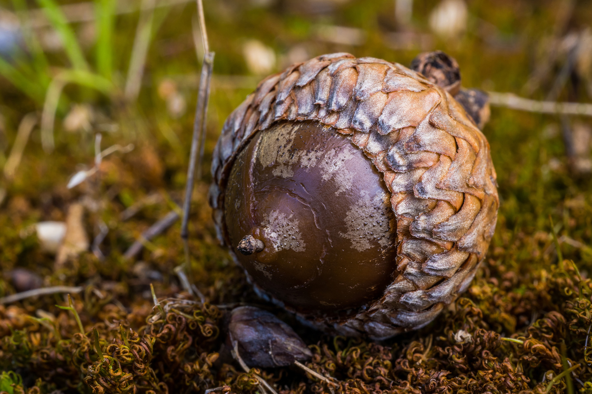 It's the Little Things: The Simple Joys of Macro Photography