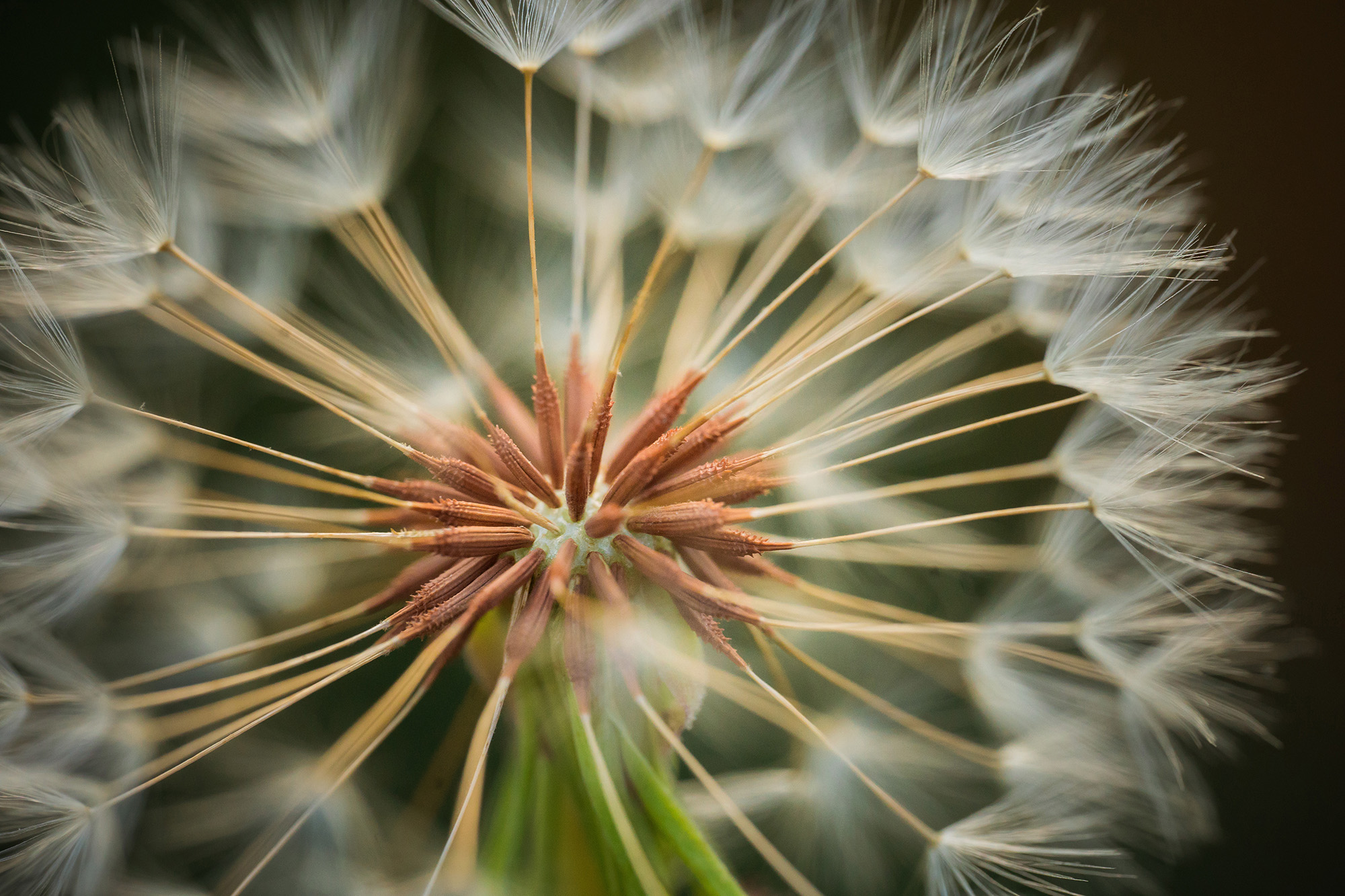 A Day the Farm with the SIGMA 105mm F2.8 DG DN Macro Art | SIGMA Blog