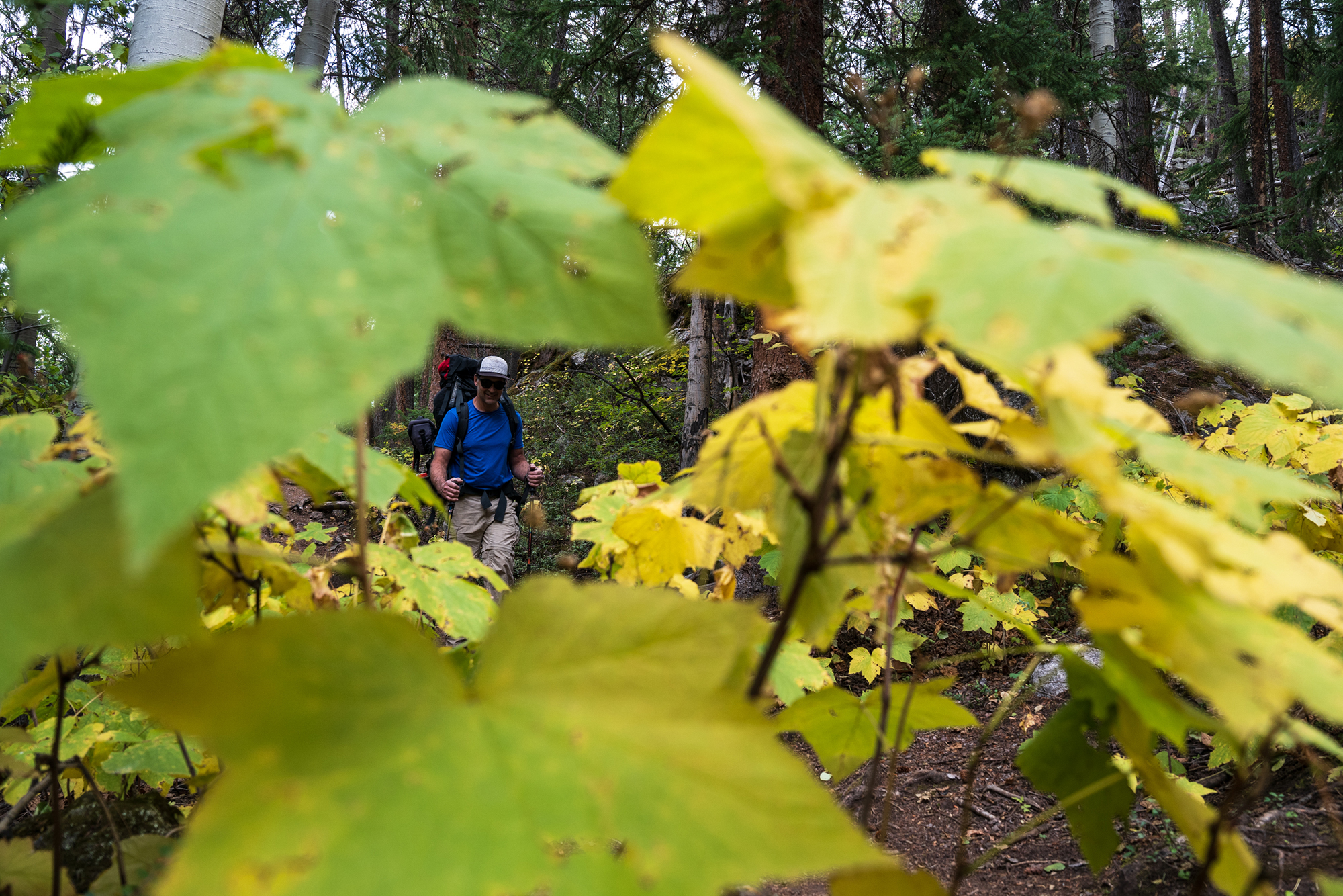 Yellow leaves in foreground in close focus with man hiking in blue shirt seen through the gaps within the leaves