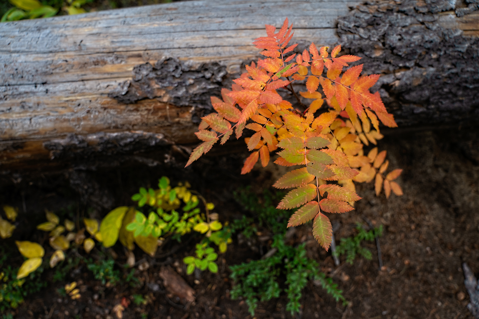 Detailed focus of red-orange leafy plant, next to large log and other small plants