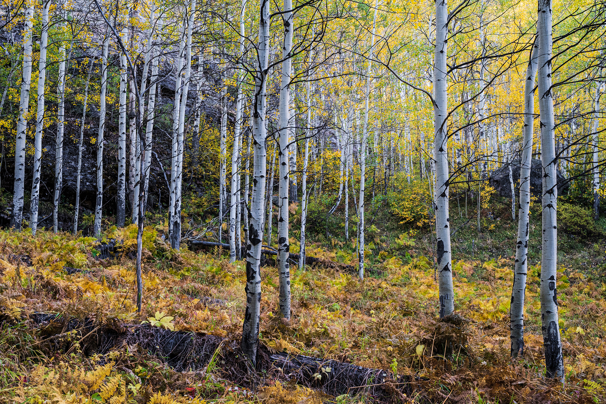 Birch trees with yellow foliage and leaves on ground