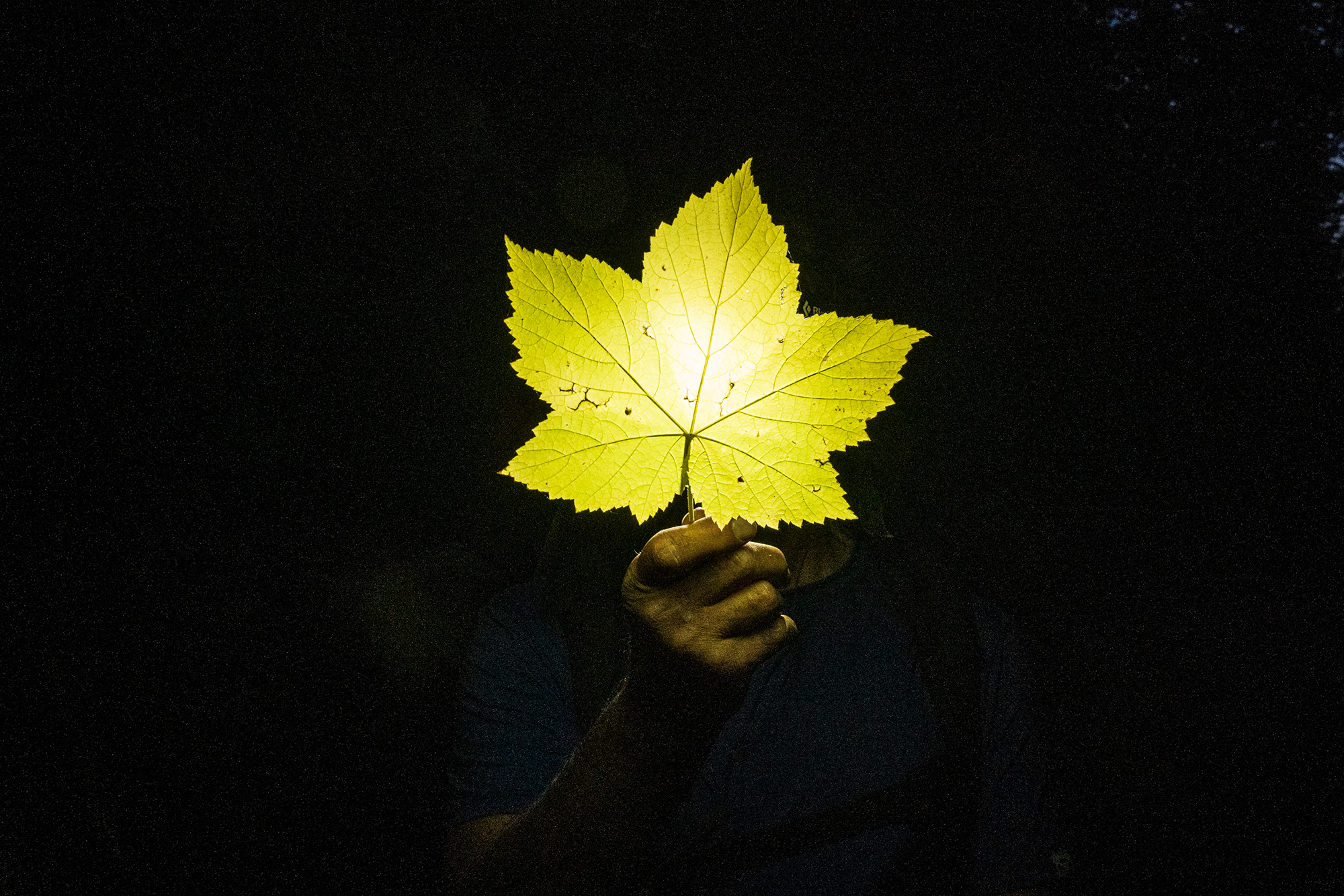 Man holding bright yellow leaf 