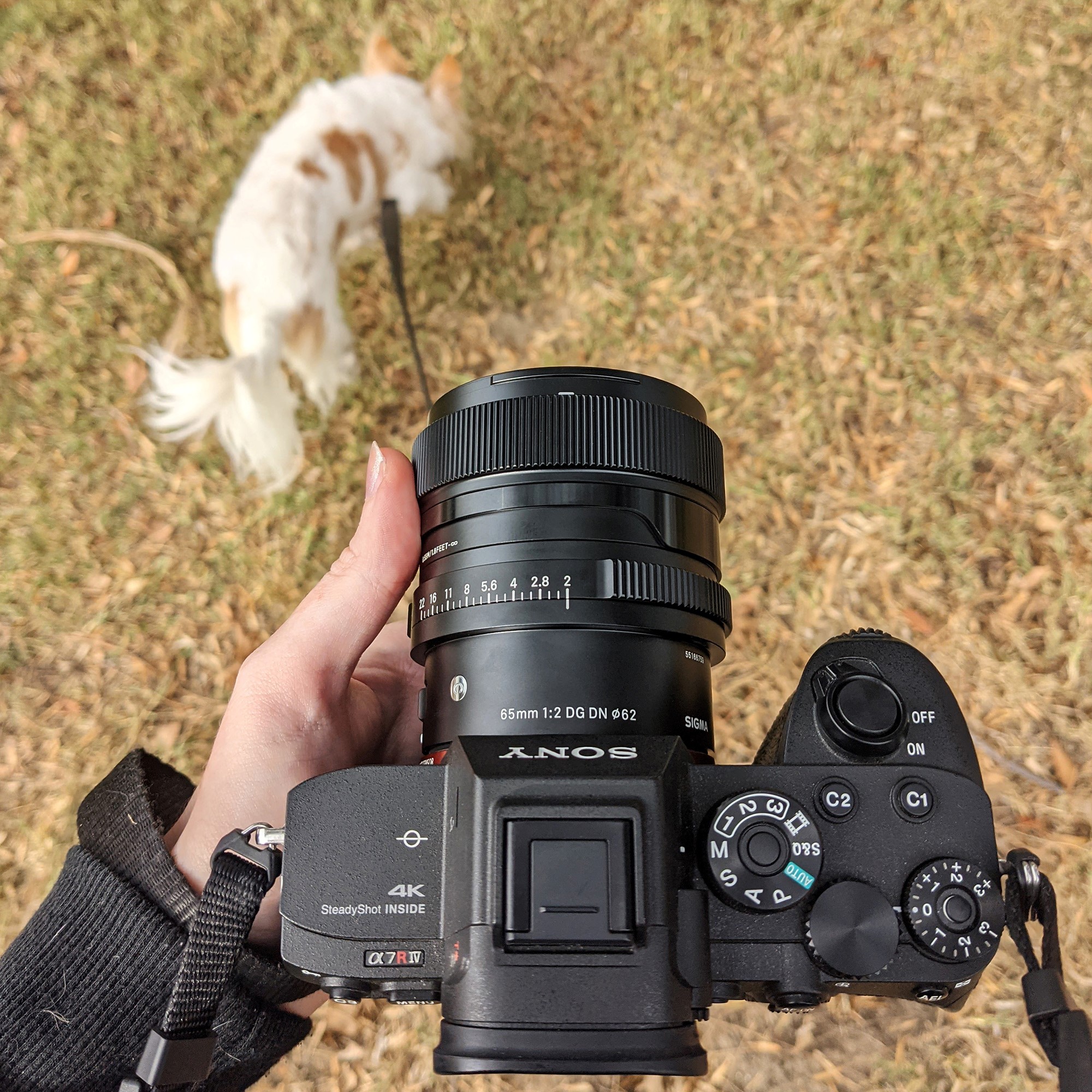 sigma 65mm f2 dg dn lマウント - レンズ(単焦点)