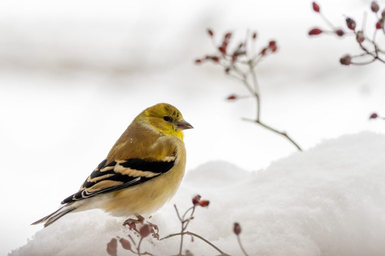 Secret Techniques for Close-Up Bird Photography with SIGMA Lenses ...