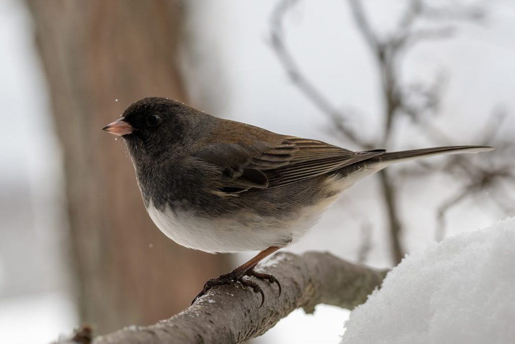 Secret Techniques for Close-Up Bird Photography with SIGMA Lenses ...