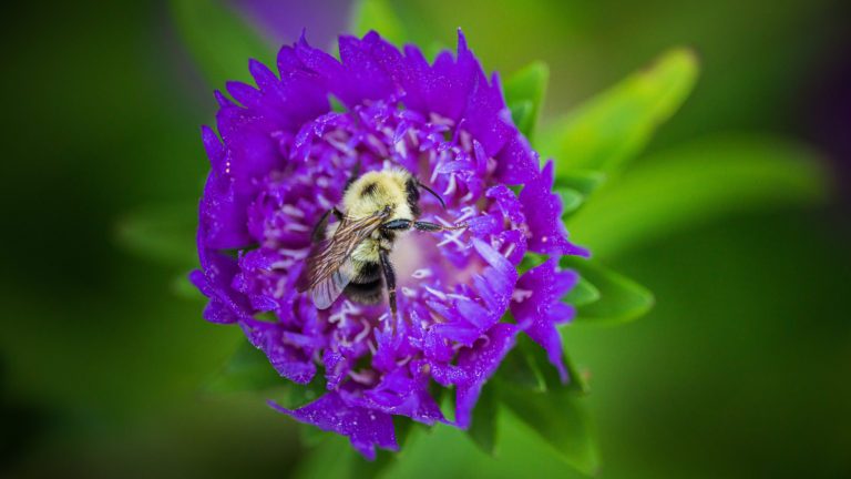 Marvelous Macro Photography with the SIGMA fp L Camera and 105mm F2.8 DG DN Art Lens